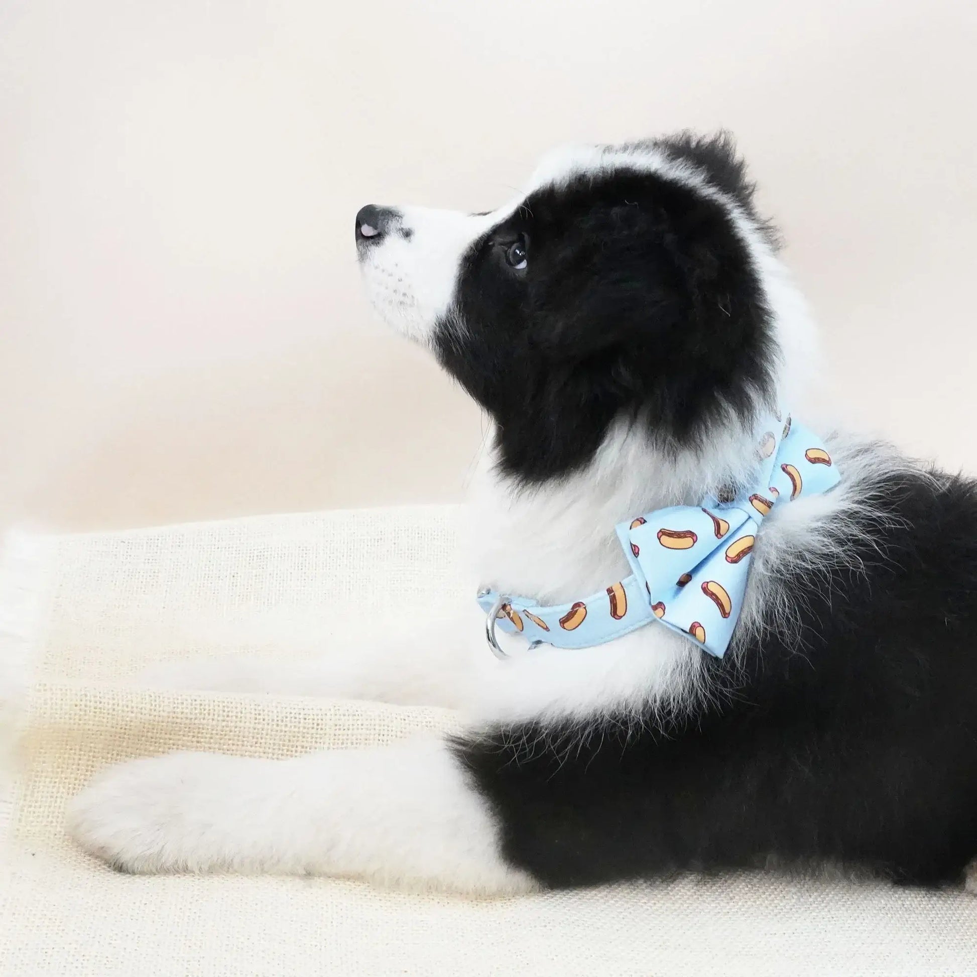 Personalized Hotdog Dog Collar Bow with Matching Leash and Harness