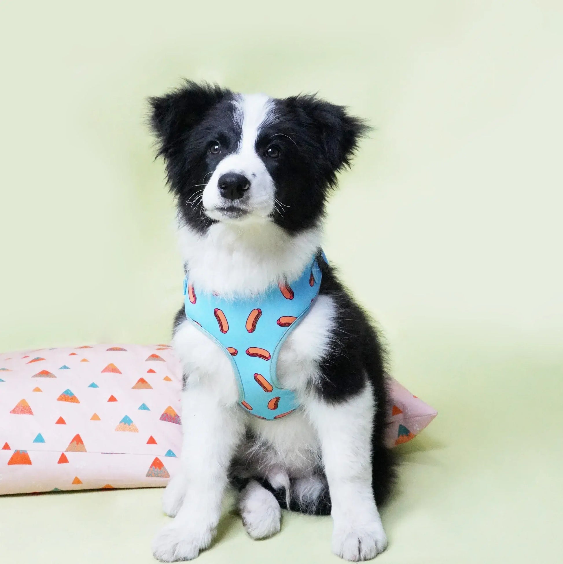 Personalized Hotdog Dog Collar Bow with Matching Leash and Harness